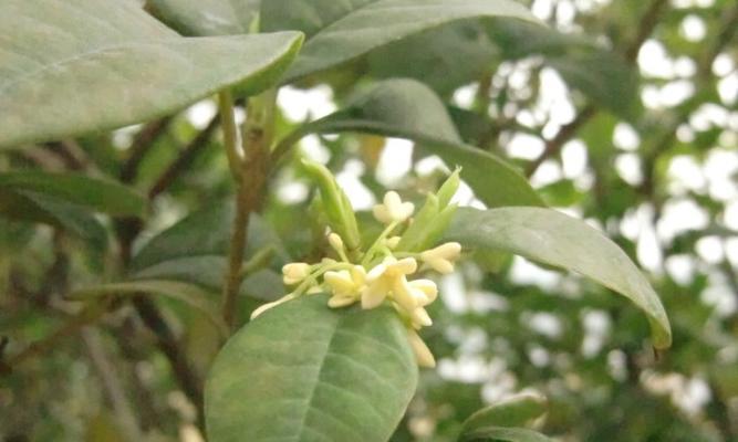 金桂花的花语是什么？它的寓意有哪些常见问题？
