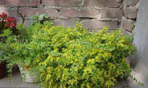 垂盆草开花吗？开花时长的什么样子？