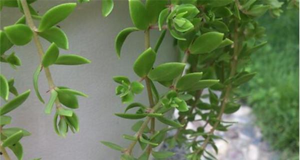 垂盆草水培可行吗？如何正确进行水培？