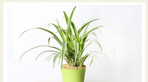 垂盆草水培可行吗？如何正确进行水培？