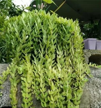 垂盆草通常生长在哪里？如何在家中种植垂盆草？