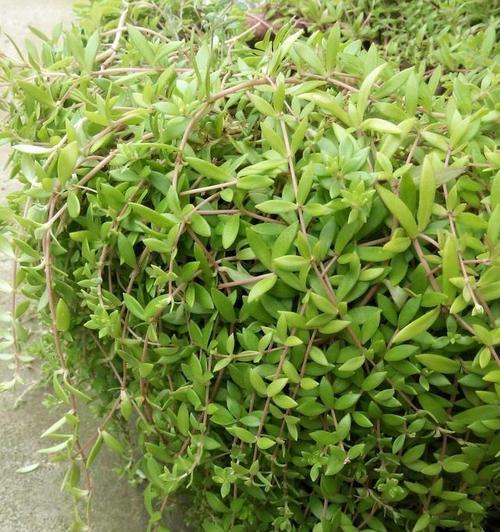 垂盆草繁殖方法有哪些？繁殖过程中应注意什么问题？