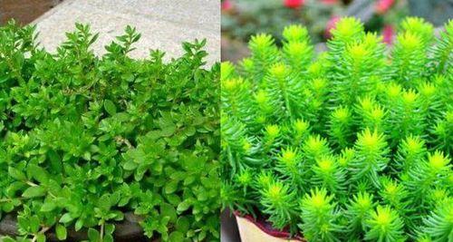 垂盆草繁殖方法有哪些？繁殖过程中应注意什么问题？