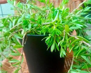垂盆草养殖技巧有哪些？如何快速促进其生长？