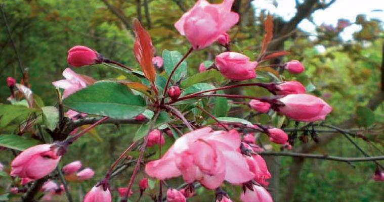垂丝海棠开花时间是什么时候？花期通常在几月份？