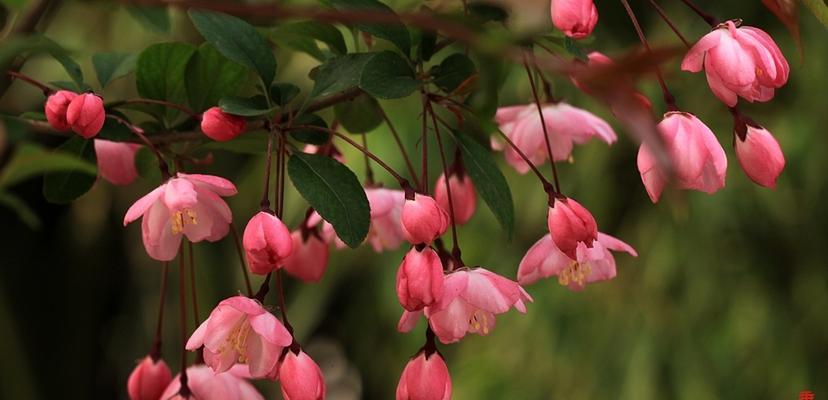 垂丝海棠开花时间是什么时候？花期通常在几月份？