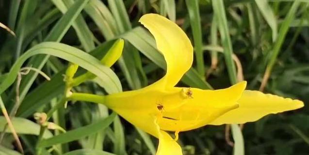 金娃娃萱草花语是什么？如何正确解读萱草的含义？
