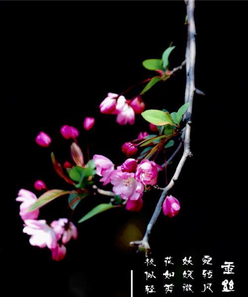 垂丝海棠怎么养？养殖方法有哪些常见问题？