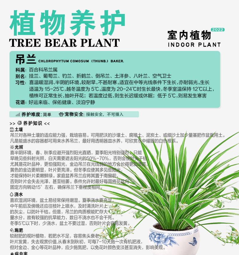如何正确养殖垂丝茉莉？需要注意哪些事项？