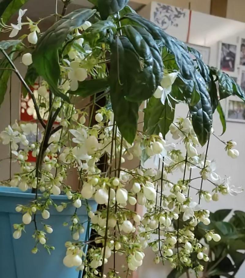 如何正确养殖垂丝茉莉？需要注意哪些事项？
