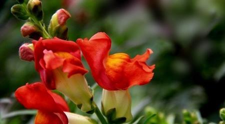 金鱼草花语是什么？了解金鱼草的象征意义和花语含义？