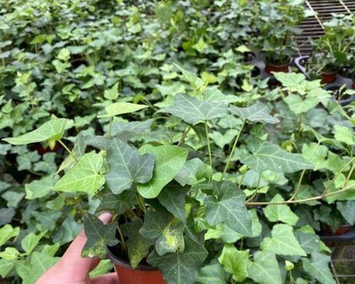 垂藤植物有哪些种类？如何选择适合的垂藤植物？