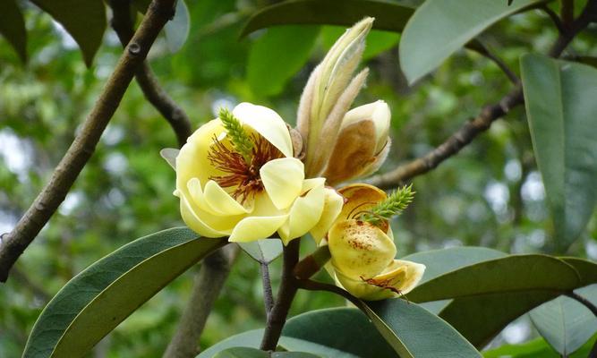 垂杨属于被子植物吗？垂杨的分类和特性是什么？