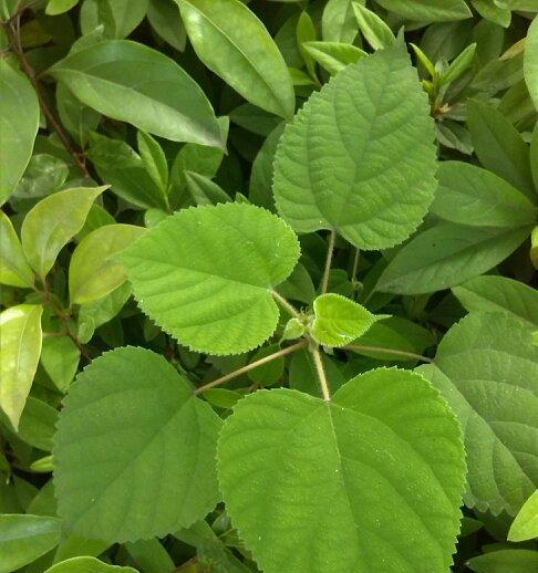 垂杨是什么植物？垂杨的特征和用途有哪些？