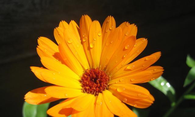 金盏花花语是什么？了解金盏花的象征意义和用途？