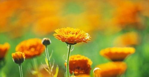 金盏菊花语是什么？如何正确解读金盏菊的花语含义？
