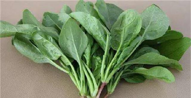 春菠菜几月份种植最合适？如何确保高产？
