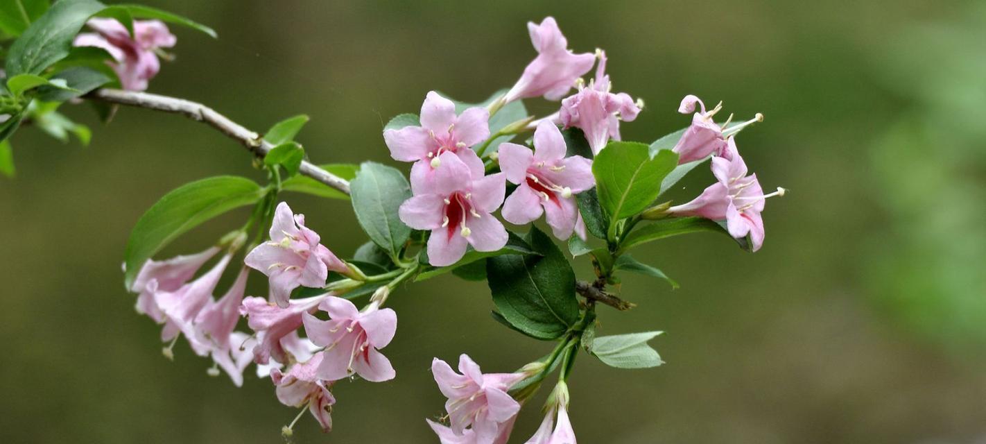 锦带花的花语和寓意是什么？如何正确理解锦带花的象征意义？