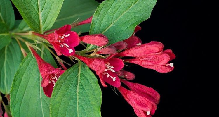 锦带花的花语和寓意是什么？如何正确理解锦带花的象征意义？