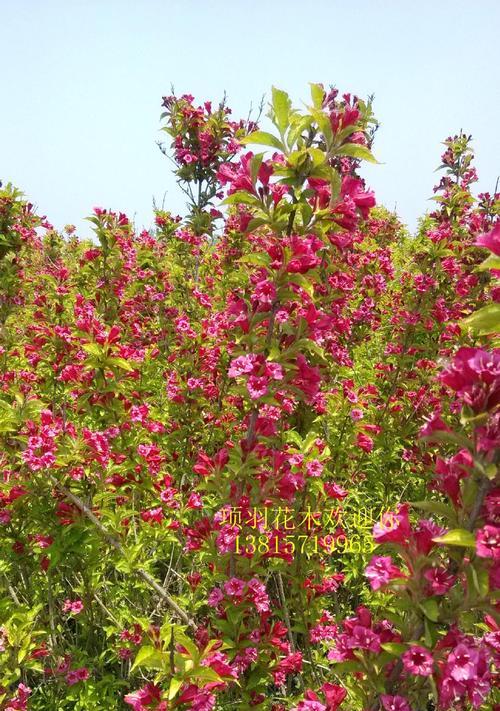锦带花的花语和寓意是什么？如何正确理解锦带花的象征意义？