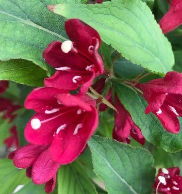 锦带花花语是什么？锦带花的文化背景有哪些特点？