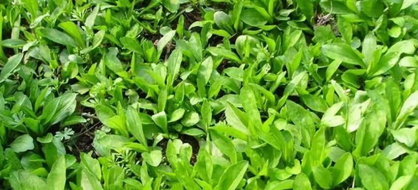 春菜几月份种植最合适？掌握最佳播种时间！
