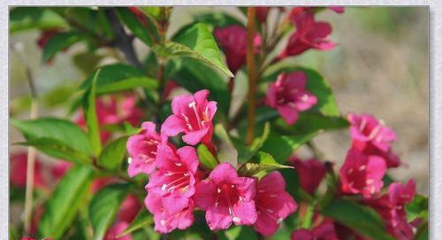 锦带花的花语是什么？如何正确理解锦带花的含义？