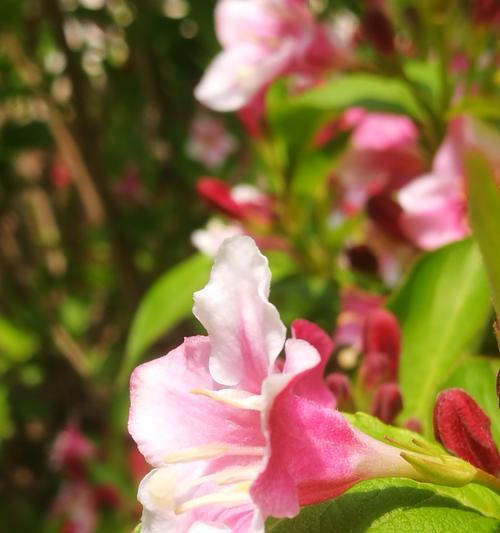 锦带花的花语有哪些含义？如何正确解读锦带花的花语？