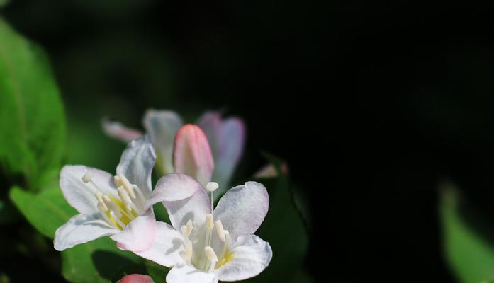 锦带花的花语有哪些含义？如何正确解读锦带花的花语？
