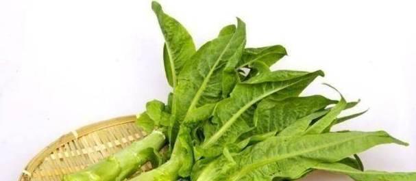 春菜和生菜是同一种蔬菜吗？它们之间有什么区别？