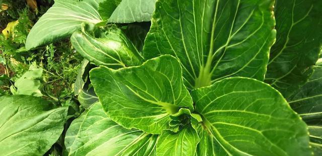 春菜种植的最佳时间是什么时候？有哪些高效种植方法？