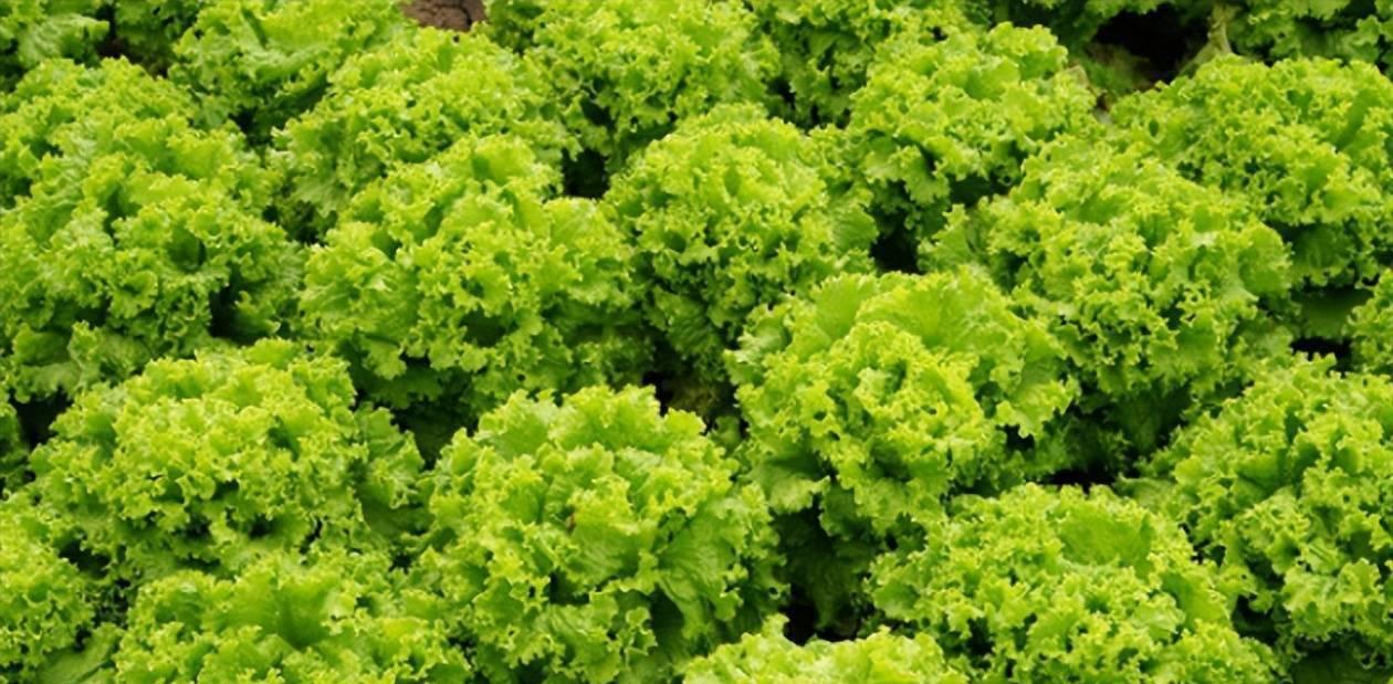 春菜种植的最佳时间是什么时候？有哪些高效种植方法？