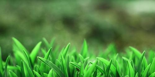 春草是什么植物？春草的种类和特点有哪些？