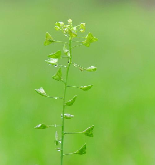 春草是什么植物？春草的种类和特点有哪些？