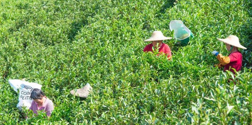 春茶什么时候采摘最好？收获季节有哪些特点？