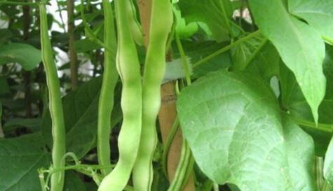 春豆角的最佳种植时间是什么时候？如何正确种植？