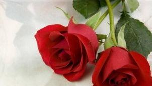 九朵玫瑰代表什么意思？花语背后的情感寓意是什么？