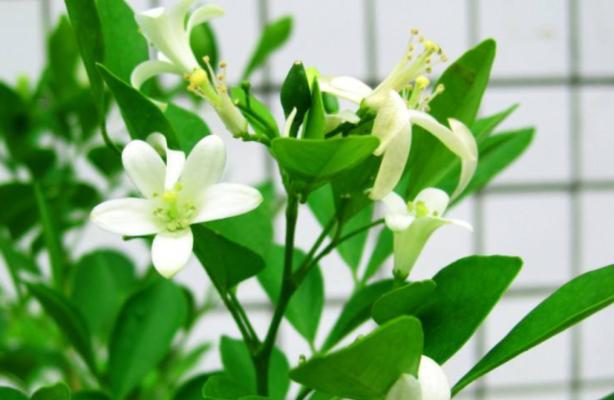 九里香的花语是什么？九里香花语背后的故事有哪些？