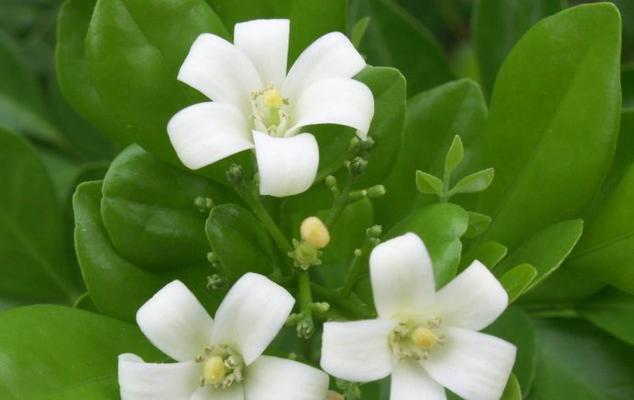 九里香的花语是什么？九里香花语背后的故事有哪些？