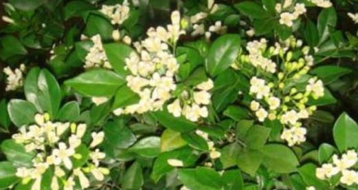 九里香的花语是什么？九里香花语背后的故事有哪些？