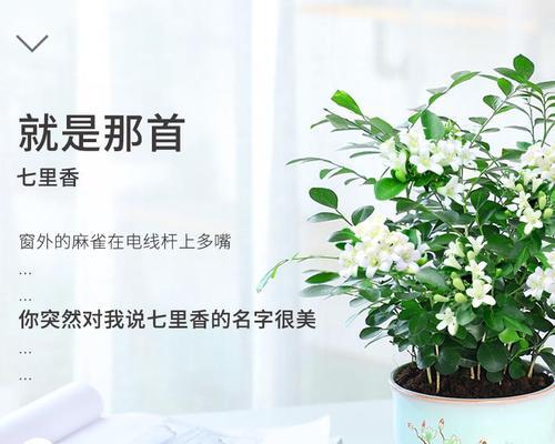 九里香花语代表什么？如何正确理解九里香的花语含义？
