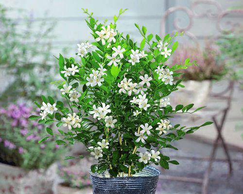 九里香花语代表什么？如何正确理解九里香的花语含义？