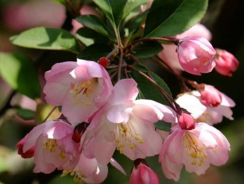春海棠花象征什么？如何在风水中运用春海棠花？
