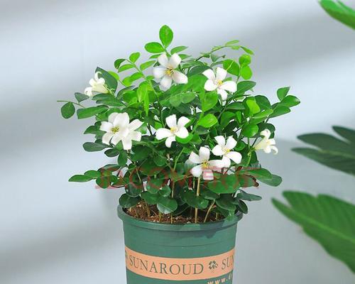 九里香花语代表什么？如何正确理解九里香的花语含义？