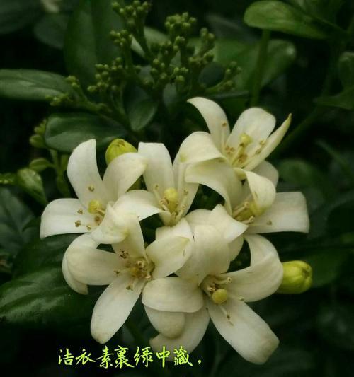 九里香的寓意是什么？九里香象征着什么含义？