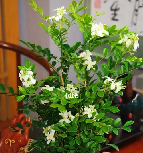 九里香的寓意是什么？九里香象征着什么含义？