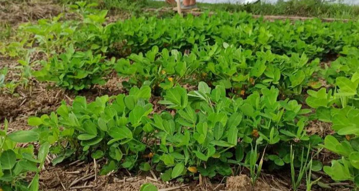 春花生几月份种植最合适？如何确保高产？