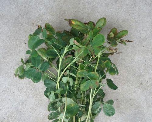 春花生播种的最佳时机是什么时候？如何确保高产？