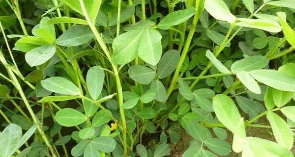 春花生最佳收获时间是什么时候？几月份收获最适宜？