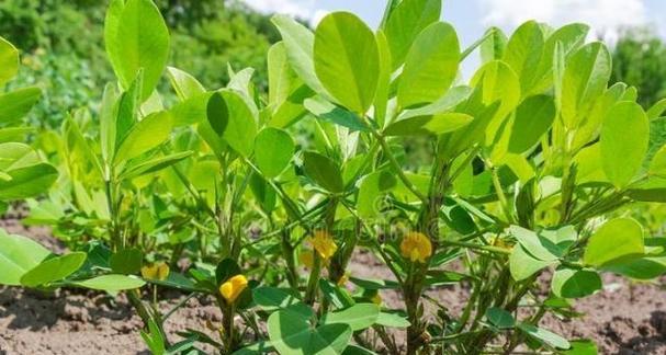 春花生最佳收获时间是什么时候？几月份收获最适宜？